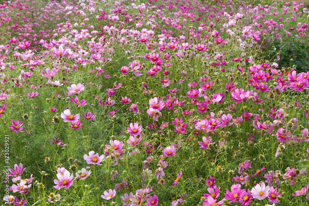 Wiesenblumen Wiesenblumen