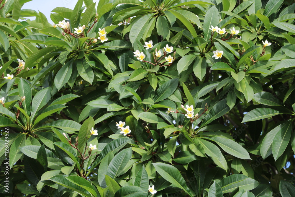 Fototapeta premium Blooming Plumeria Flowers in Botswana, Africa 