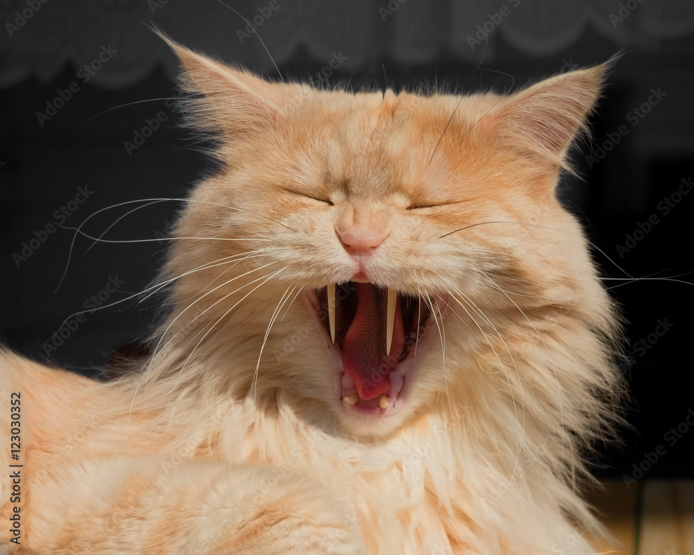 Cats with cheap large fangs