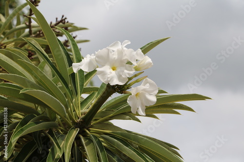 White flowers of Madagascar Palm 