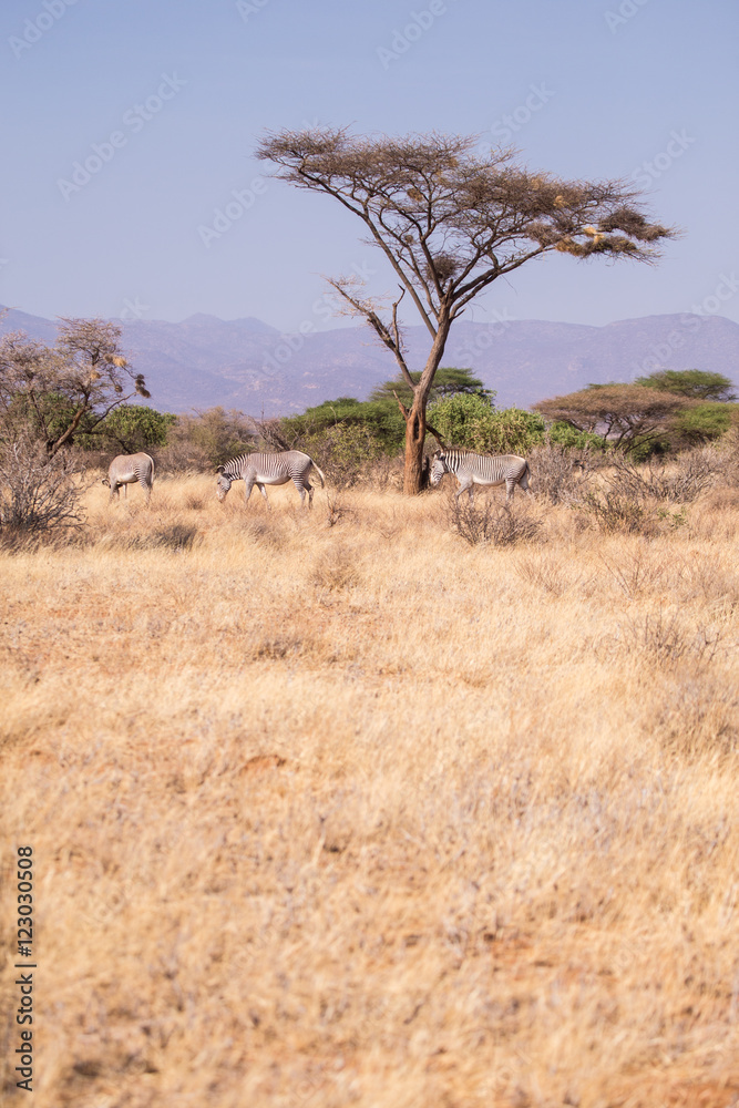 zebras Nakuru National Park, Kenya