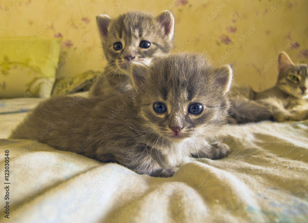 Two little gray kitten cautious look at the viewer.