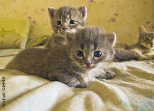 Two little gray kitten cautious look at the viewer.