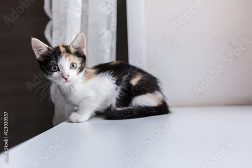 Portrait of a beautiful kitty cat on the windowsill