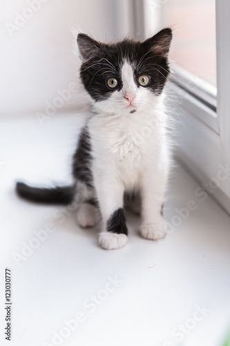 Fototapeta Naklejka Na Ścianę i Meble -  Portrait of a beautiful kitty cat on the windowsill
