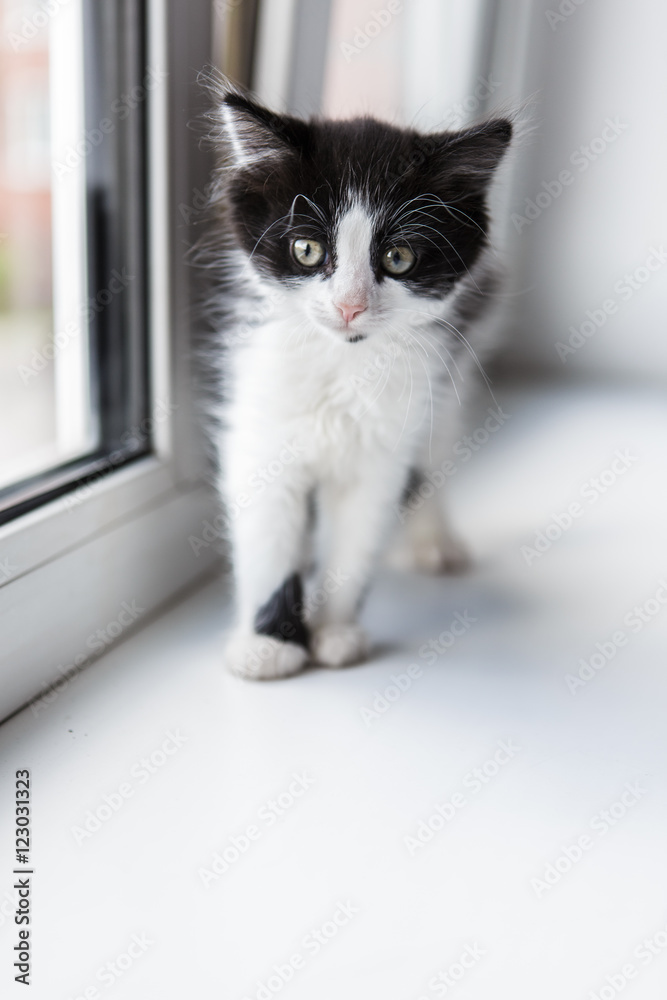 Portrait of a beautiful kitty cat on the windowsill Portrait of a beautiful kitty cat on the windowsill