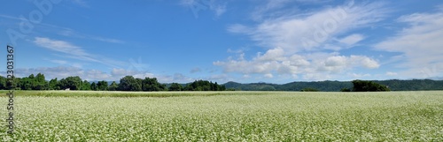 青空と蕎麦の花の風景