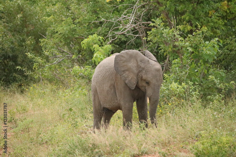 Young elephant at Chobe National Park, Botswana Africa