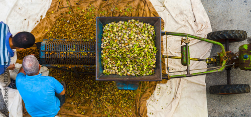 Farmers harvest the almonds after peeling process the outer husks photo