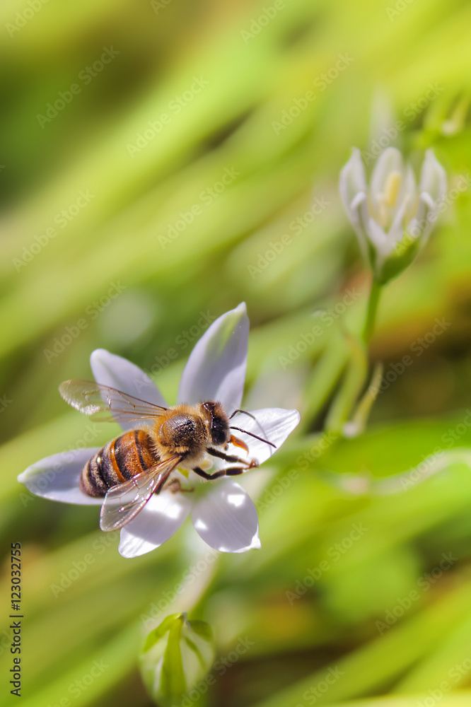 Bee on white flower close up macro while collecting pollen. Bee on white flower close up macro while collecting pollen.