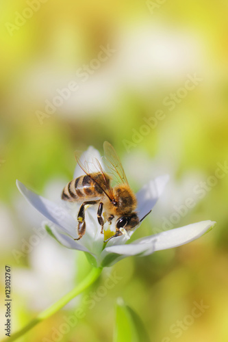 Bee on white flower close up macro while collecting pollen. © burnyipotok
