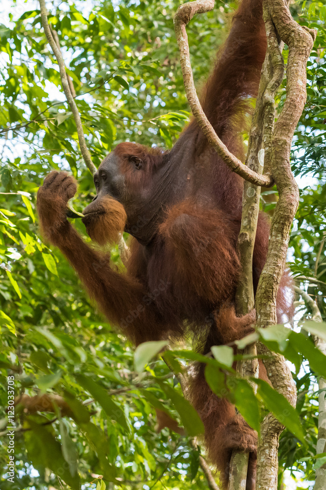 Adult hairy orangutan hanging from the branches (Bohorok, Indonesia) Stock  Photo | Adobe Stock