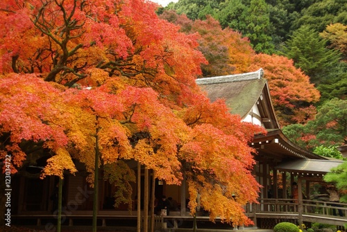 雷山千如寺の見事な大カエデ