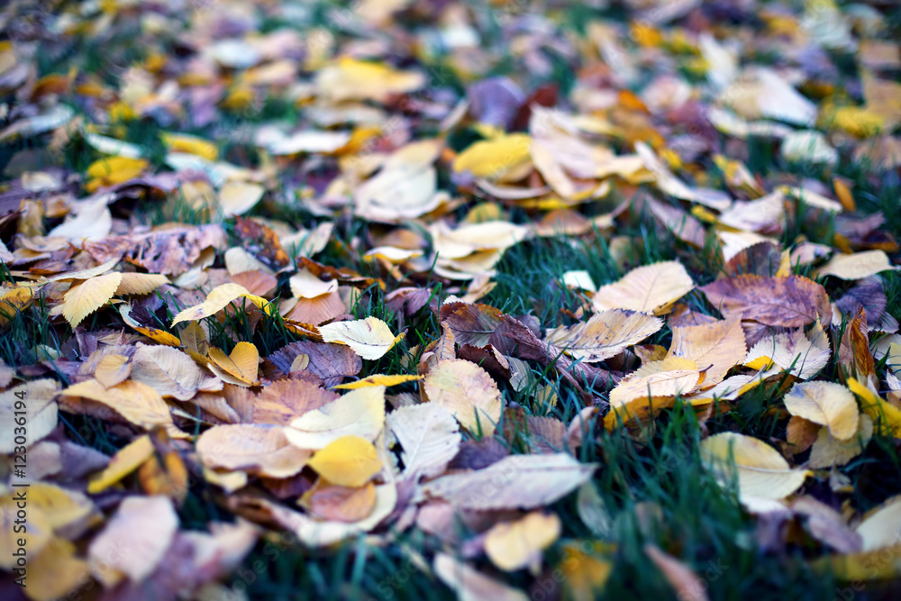 fallen leaves from trees autumn leaves on green grass