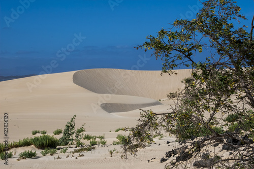 Natural-park, Corralejo , Fuerteventua, Canary Islands, Spain photo