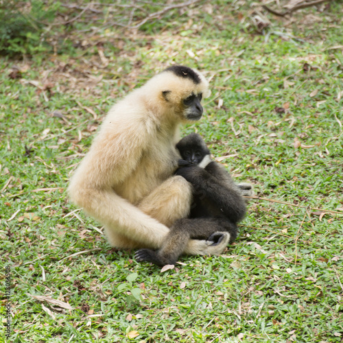 Mother Gibbon and baby
