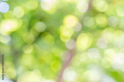 Abstract nature, green bokeh of the tree.