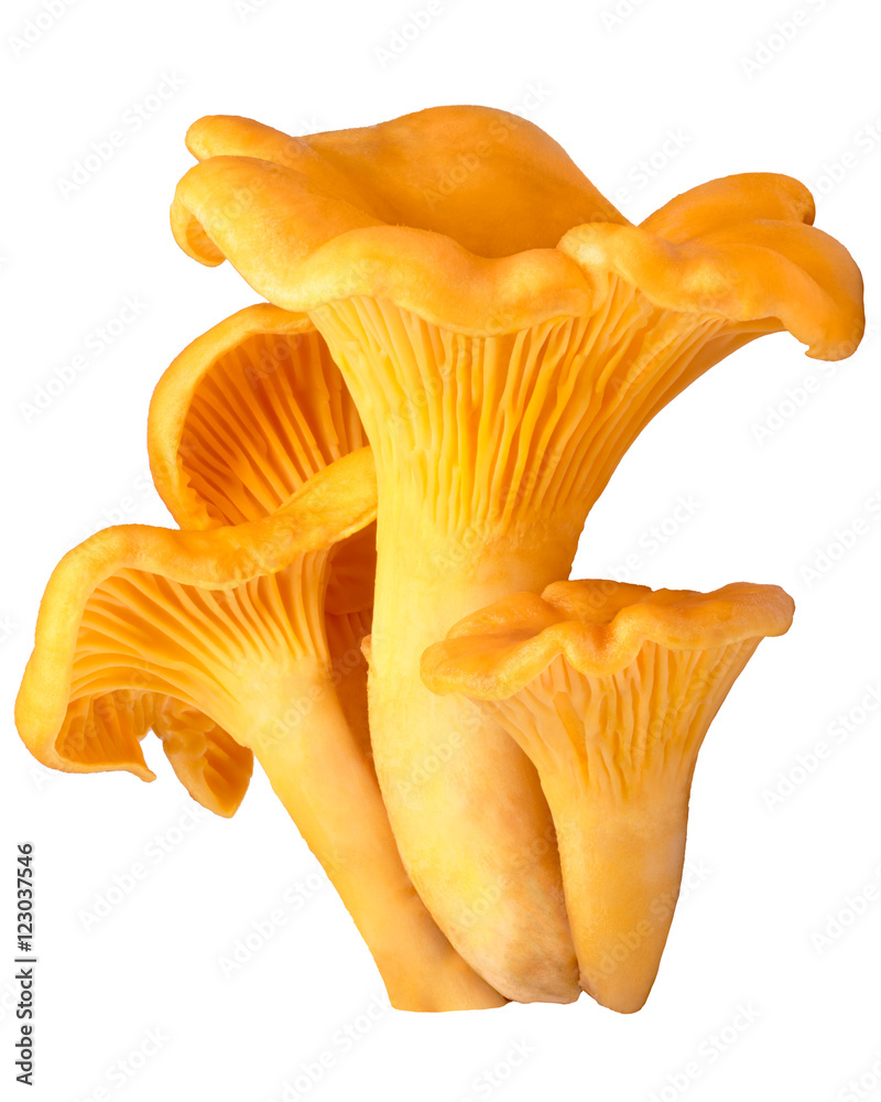Chanterelles (Cantahrellus cibarius), paths Chanterelles (Cantahrellus cibarius), paths