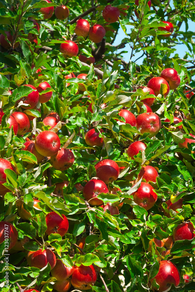 fruit apple
fruit apple