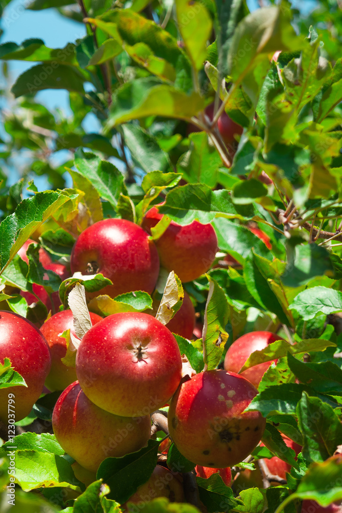 fruit apple
