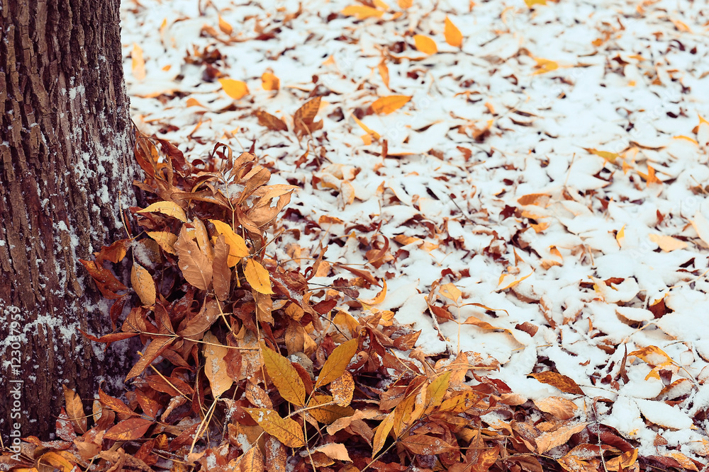 background autumn forest landscape background autumn forest landscape