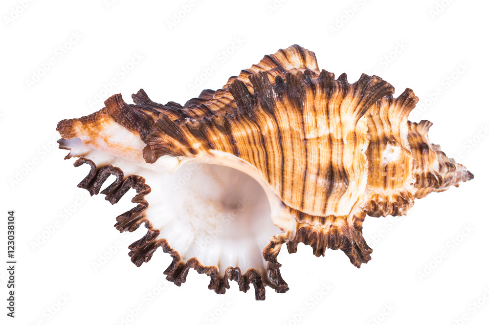 seashell on a white background seashell on a white background