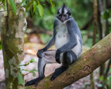 Thomas langurs closeup sitting on a branch with its tail hanging down in the thick jungle (Bohorok, Indonesia)