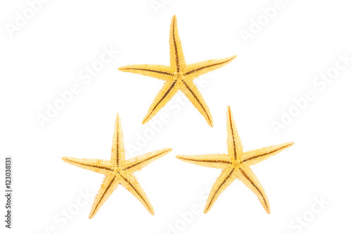 starfish on a white background
