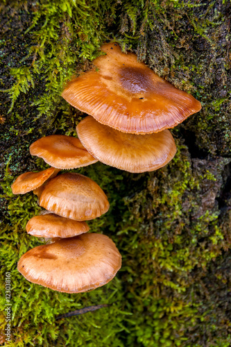 Mushrooms on trunk in autumn