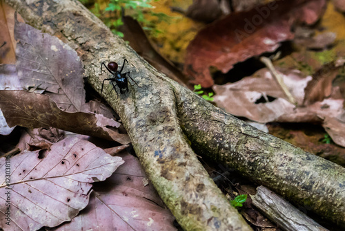 Huge ant sitting on a branch (Bohorok, Indonesia) photo