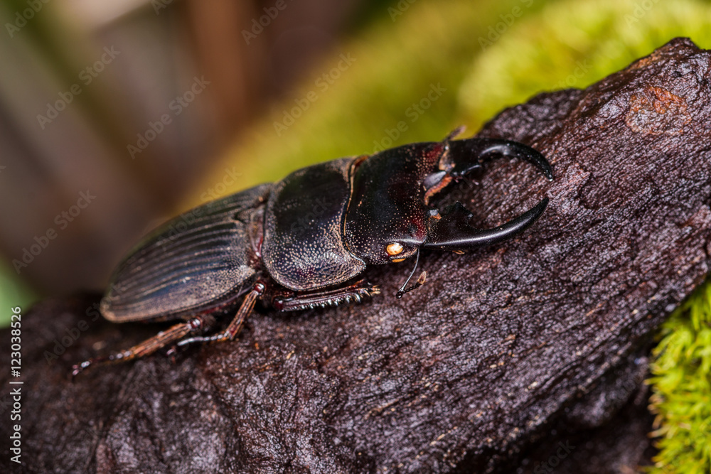 Fototapeta premium Stag Beetle