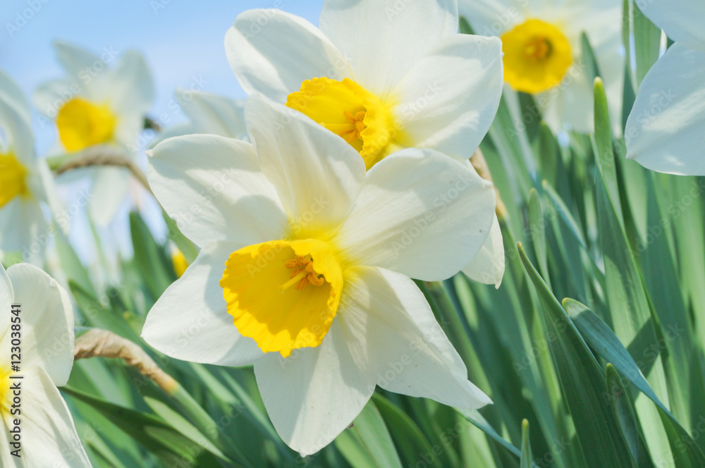 Narcissus plant flowers Narcissus plant flowers