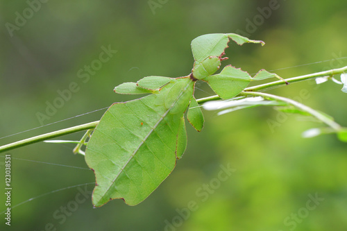 Leaf insect in Southeast Asia. photo