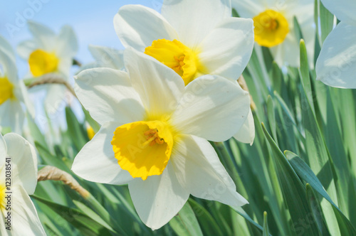 Narcissus plant flowers