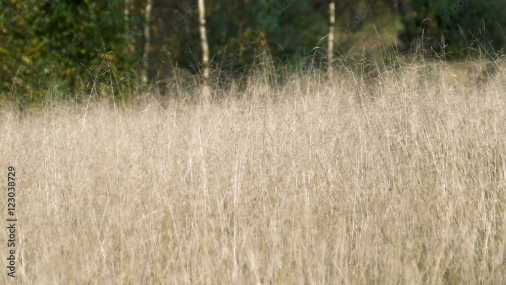 dry yellow grass swaying in the wind dry yellow grass swaying in the wind