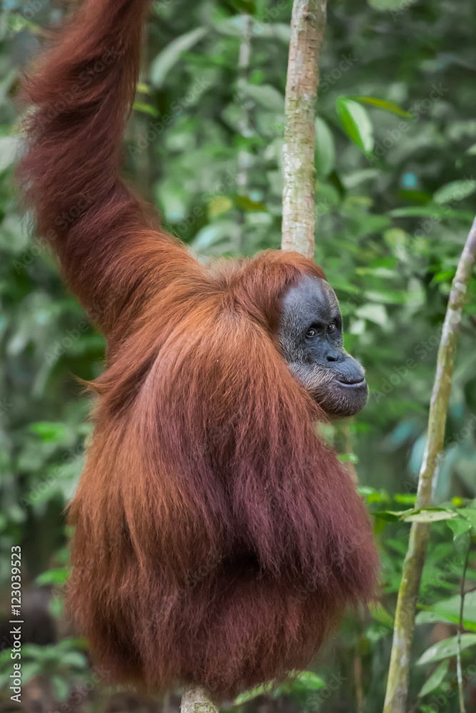 Naklejka premium Red hairy orangutan sits back and looks over her shoulder (Bohorok, Indonesia)