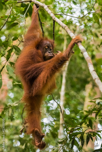Fluffy orangutan hanging among the leaves and thinks on a tree in the jungle (Bohorok, Indonesia)