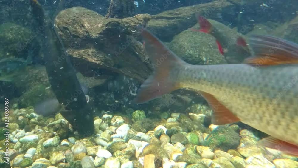 Fish tench, common roach and common rudd feeding. Underwater shot in lake. Diving in fresh water. Fish tench, common roach and common rudd feeding. Underwater shot in lake. Diving in fresh water.