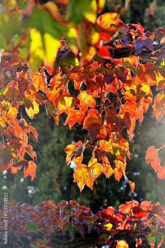 Autumn, scarlet grape leaves at sunset