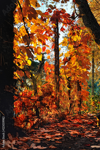 orange leaves with sunrays