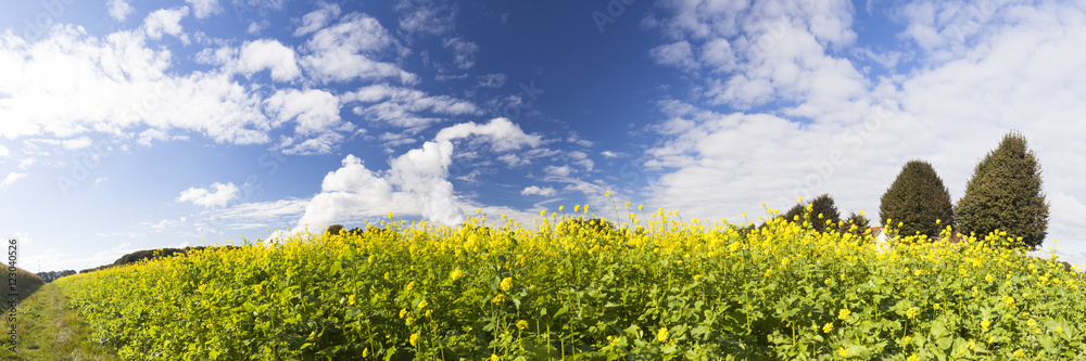 yellow canola or mustard on a field yellow canola or mustard on a field