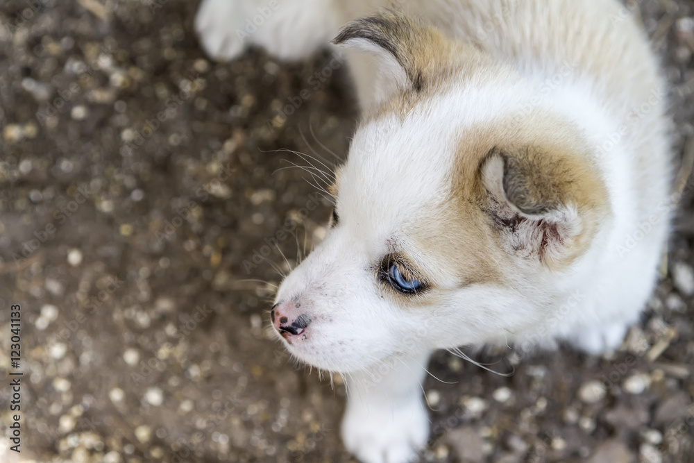 Fototapeta premium Siberian husky dog outdoors. Portrait of a little husky dog pupp