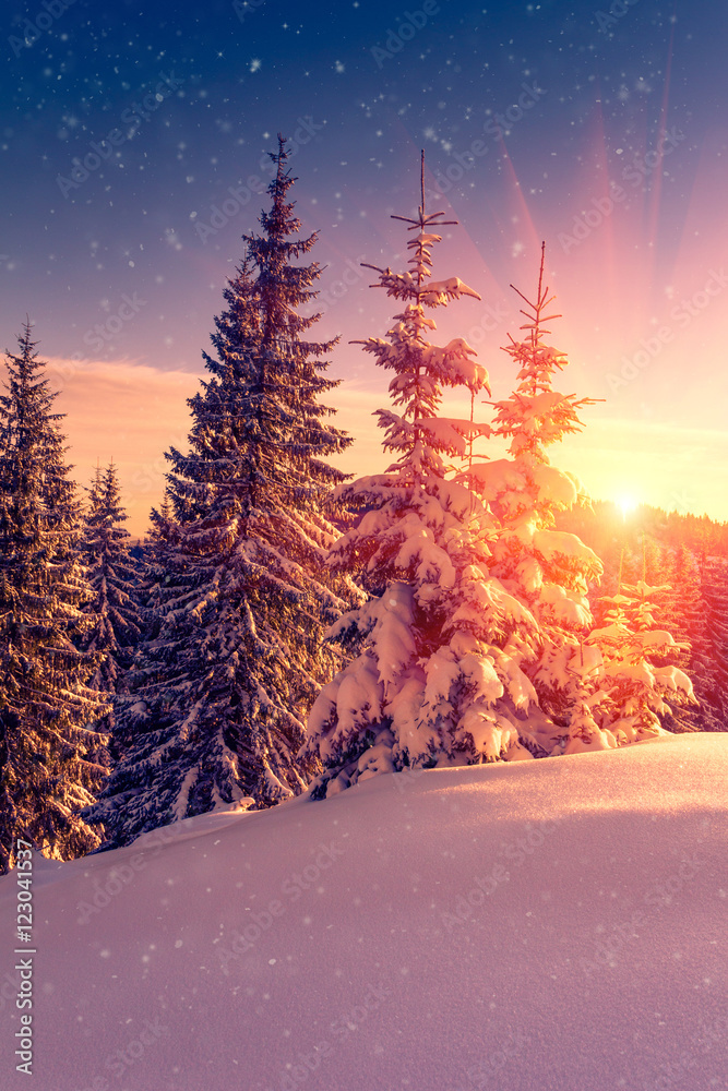 Beautiful winter landscape in mountains. View of snow-covered conifer trees and snowflakes at sunrise. Merry Christmas and happy New Year Background.