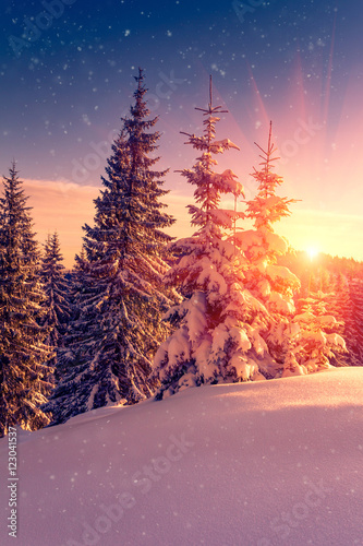 Beautiful winter landscape in mountains. View of snow-covered conifer trees and snowflakes at sunrise. Merry Christmas and happy New Year Background.