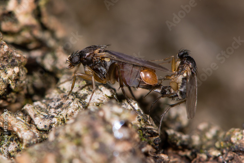 Mating flies showing detail of exposed genitalia. Insects in order Diptera in cop, showing size difference of male and female and mite near genitalia © iredding01