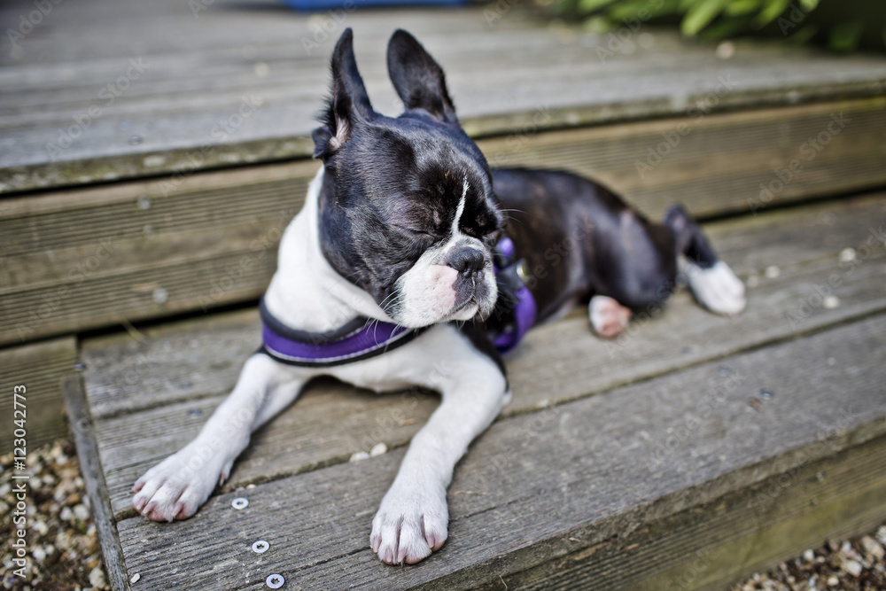 Boston Terrier resting outdoors