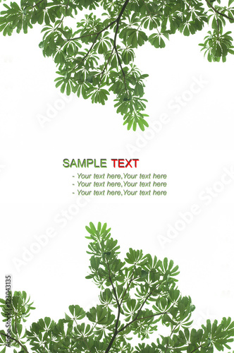 Fototapeta Naklejka Na Ścianę i Meble -  Texture green leaf,  bush isolate on the white background