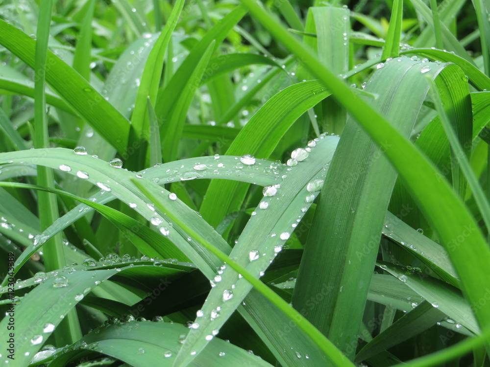 Obraz premium Трава после дождя