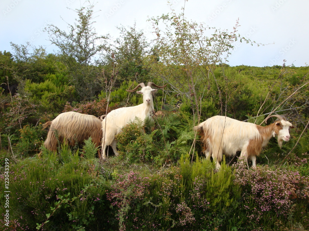 Obraz premium chèvres