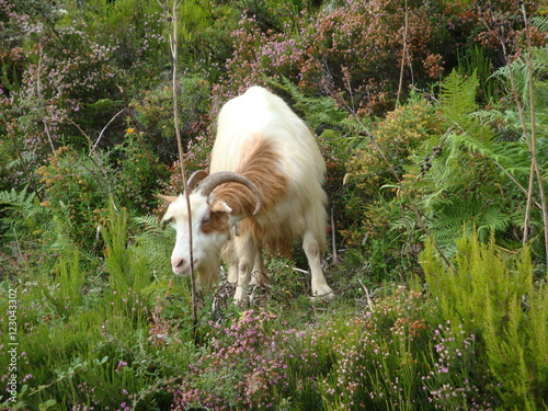 chèvre